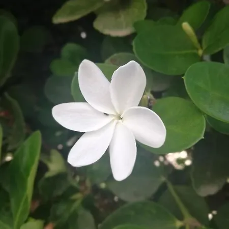 Yiasemi Ground Floor