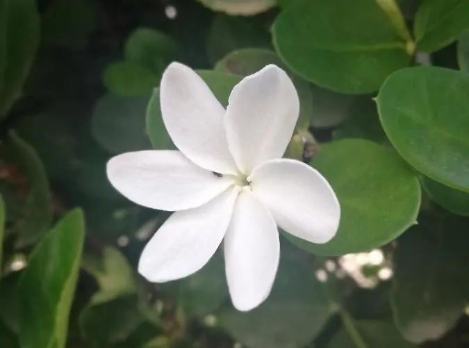 Yiasemi Ground Floor